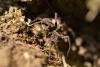 Pardosa sp.